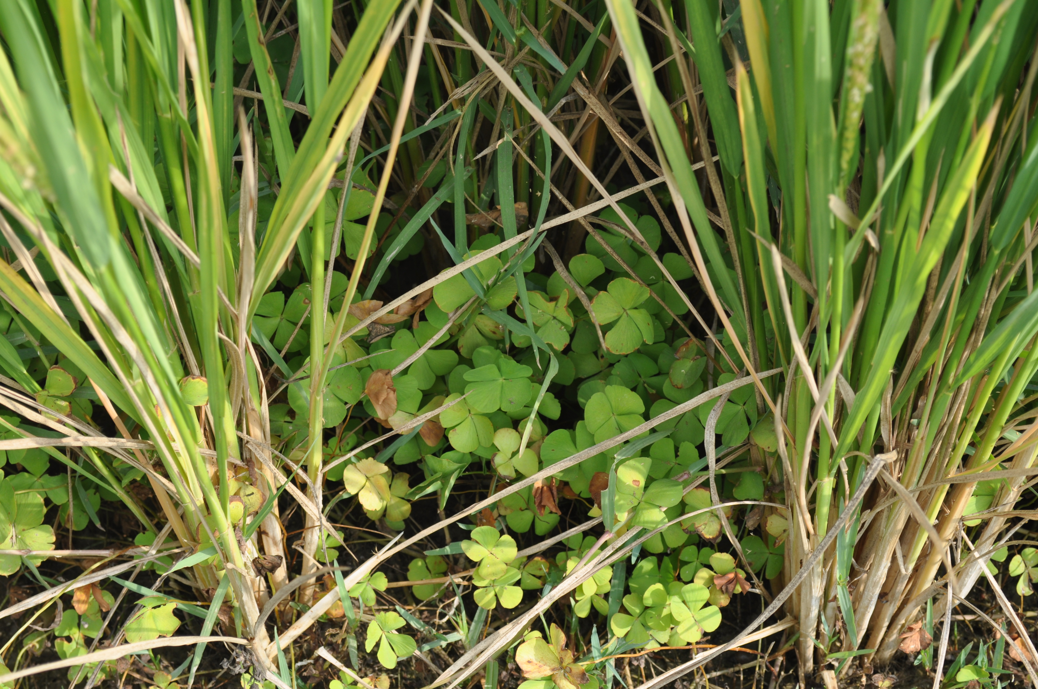 Marselia quadrifolia